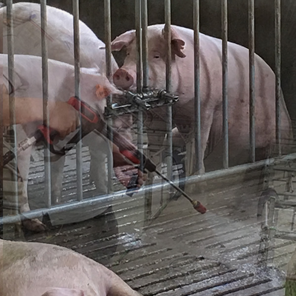 養(yǎng)殖場(chǎng)豬舍高壓清洗方案